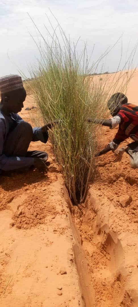 Travaux de plantation et fixation des palissades végétales
